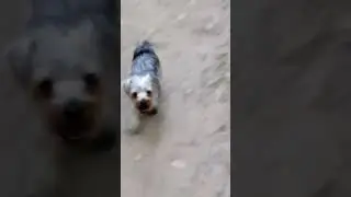 Собака готовится к гонкам!