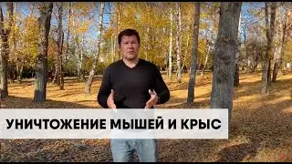 Гринери. Дератизация. Уничтожение мышей и крыс. Борьба с грызунами.