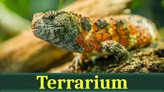 Крокодиловый шинизавр (лат. Shinisaurus crocodilurus)