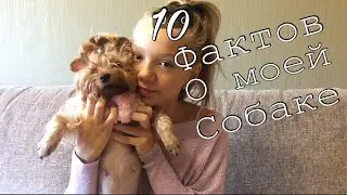10 ФАКТОВ О МОЕЙ СОБАКЕ