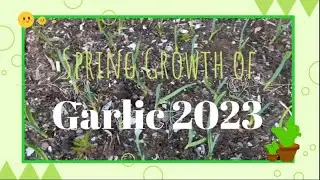 Spring Growth of Garlic