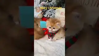 Baby cute menyambut Natal #kucing #kucinglucu #natal