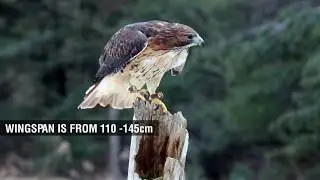 Red Tailed Hawk  Fun Facts for Kids