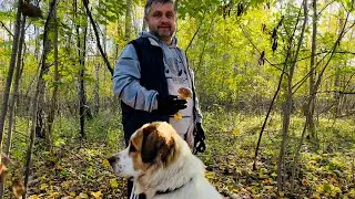 БЕЛОРУССКИЙ НЕТИПИЧНЫЙ ХУТОР ОБЗАВЕЛСЯ НОВЫМИ ЖИВОТНЫМИ. ПРИВЕЗЛИ КОЗУ-ЕГОЗУ. САЖАЕМ ЧЕСНОК НА ЗИМУ.