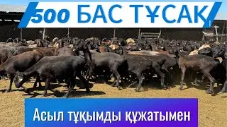 500 БАС ТҰСАҚ-Асыл тұқымды құжатымен сатылады