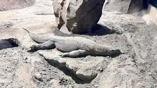 Komodo Dragon Predator/Gentle Lizard