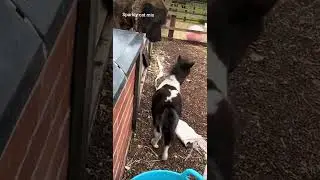 he loves football very Much