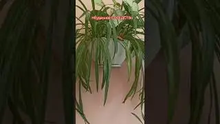 🪴🥳💃Подбираем компаньонов