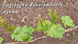 Thinning out three-year-old grape bushes with shoots.