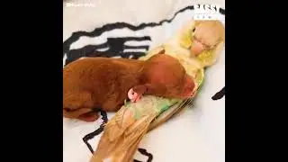 милые животные