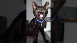 cat licks his lips after his dinner in slow mo