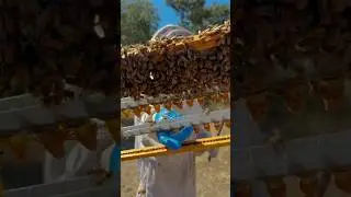 How Bees Make Honey! 🐝 #shorts