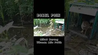 Sekali Masuk Langsung 2