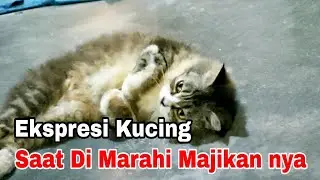 Reaksi Kucing Lucu Saat di Marahi Majikan
