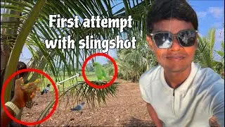 Wild Bird Haunting using Slingshot