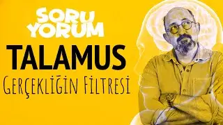 SoruYorum - TALAMUS: Gerçekliğin Filtresi
