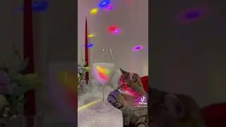 Бармен, молочка плесните ещё 😂