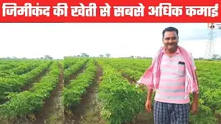 जिमीकंद की खेती से अधिक कमाई? jimikand ki Kheti kaise karen। सुरन की खेती ।Elephant Foot Yam farming