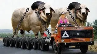 Pretty Girls - Sheep Shearing - Cow Milking