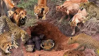 Leopards And Lions Join Forces To Capture The Wild Boar Family Leopards, Lions VS Wild Boar
