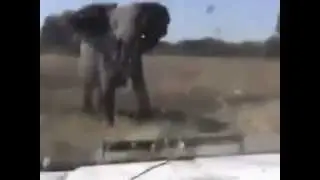 Нападение слона!