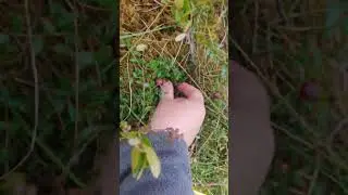 на болоте за клюквой, топь и куча ягод