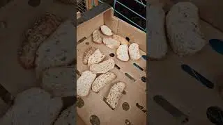 КРОЛИКИ