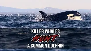 Killer Whales Hunt a Common Dolphin (full)