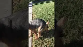 Teddy playing with poop