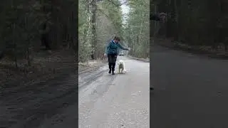 Алабаи щенки в питомнике 