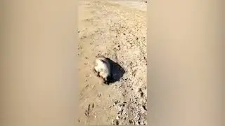 побережье