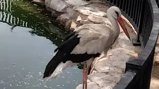 Riyadh ZOO white Birds