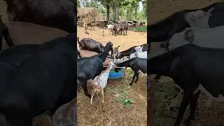 ଛେଳି ପାଳନ🐐🐐#farming #goat #efarmingodisha