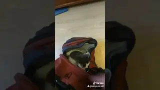 кот в рюкзаке!