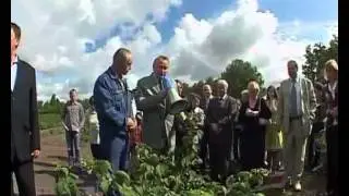 Ремонтантная малина (часть 2)