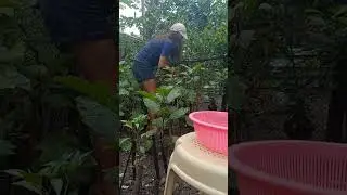 Mao ni akong kalingawan kada adlaw ang akoa Garden