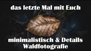 Landschaftsfotografie | minimalistisch & Details in der Waldfotografie | das letzte Mal mit Euch