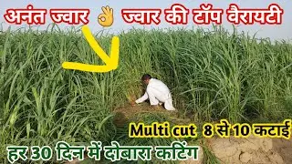 अनंत ज्वार 👌ज्वार की टॉप वैरायटी Anant Jawar 👌Top Variety of Jawar @AgricultureFarmer