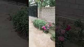 кишлогим бита лаек босиг