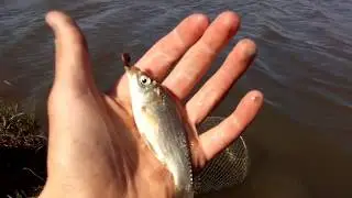 РЫБАЛКА НА КАРАСЯ ГОТОВЛЮ КУРИННЫЕ НОЖКИ!