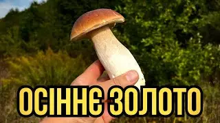 У Пошуках Щастя! Білі Осінні Гриби