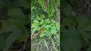 Калина и земляника в сентябре🍓🍓🍓🍓🍓