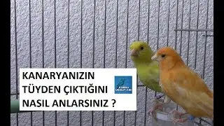 Kanaryaların Tüy Dökümünden Çıktığı Nasıl Anlaşılır ?