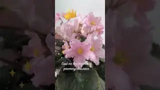 ЕК-Золотое Шитье Люкс 