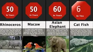 Comparison : Animals Lifespan
