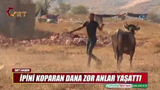 İPİNİ KOPARAN DANA ZOR ANLAR YAŞATTI