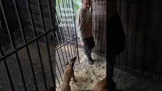 работа над выдержкой ( выход из вальера, взгляд в глаза, тарелки возле щенков) #малинуа #собака