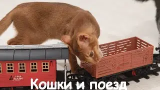 Cats vs train. How will our Pets behave?