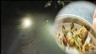 Did we eat the snake we found while night Hunting/Fishing