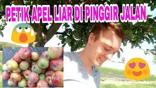 PETIK APEL DAN PLUM LIAR DI JERMAN #VLOG1